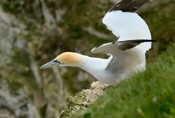 Gannets Gannets Zijn Zeevogels Uit Familie Sulidae Gannet Afgeleid Van — Stockfoto