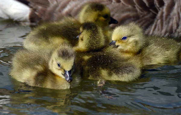 Canadese Gans Een Grote Wilde Gans Met Een Zwarte Kop — Stockfoto