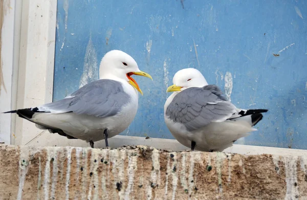 Los Kittiwakes Son Dos Especies Aves Marinas Estrechamente Relacionadas Familia —  Fotos de Stock