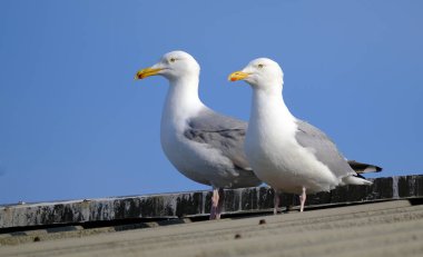 Avrupa ringa martısı 66 cm uzunluğunda büyük bir martıdır. Batı Avrupa kıyıları boyunca en çok bilinen martılardan biri., 