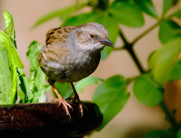 Der Dunnock Ist Ein Kleiner Passant Oder Sitzvogel Der Gemäßigten — Stockfoto