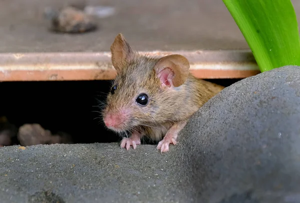 家のマウスはロデティアの小さな哺乳動物であり 特徴的には尖った鼻先 大きな丸みを帯びた耳 長い毛のある尾を持っている これはMus属の中で最も豊富な種の一つである — ストック写真