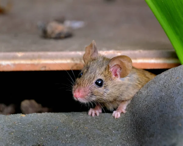 Souris Domestique Est Petit Mammifère Ordre Des Rodentia Caractérisé Par — Photo