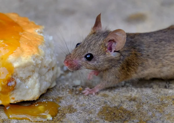 Rato Doméstico Pequeno Mamífero Ordem Rodentia Caracteristicamente Tendo Focinho Pontiagudo — Fotografia de Stock