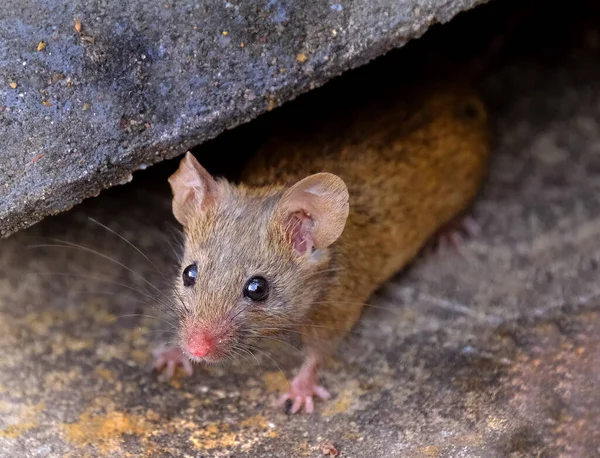 Ratón Casa Pequeño Mamífero Del Orden Rodentia Característicamente Con Hocico —  Fotos de Stock