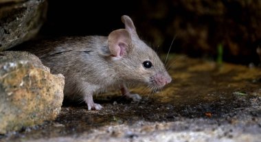 Ev faresi, sivri burunlu, büyük yuvarlak kulaklı ve uzun ve kıllı kuyruklu kemirgen türünden küçük bir memeli türüdür. Mus cinsinin en bol bulunan türlerinden biridir..