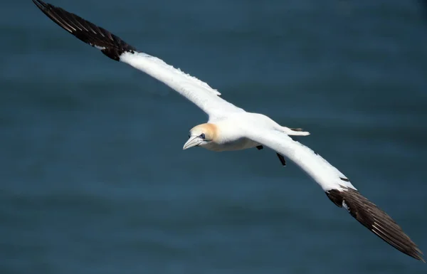 Gannets Gannets Zijn Zeevogels Uit Familie Sulidae Gannet Afgeleid Van — Stockfoto