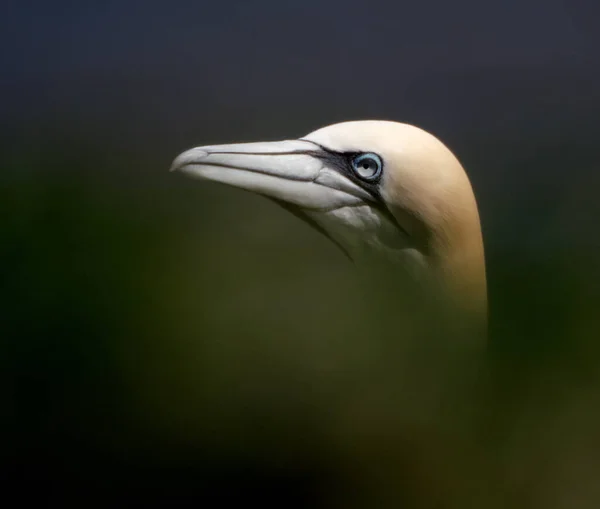 Gannets 모루스 Morus 구성하는 바닷새로 Sulidae 속하며 Boobies Gannet 영국의 — 스톡 사진