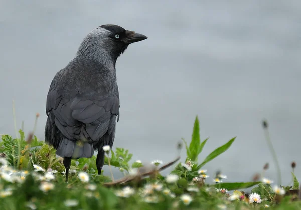 Δυτική Jackdaw Επίσης Γνωστή Ευρασιατική Jackdaw Ευρωπαϊκή Jackdaw Απλά Jackdaw — Φωτογραφία Αρχείου