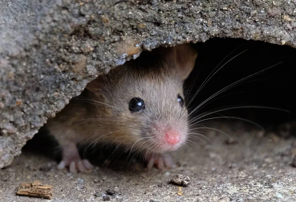 Házi Egér Egy Kis Emlős Rend Rodentia Jellemzően Amelynek Hegyes — Stock Fotó