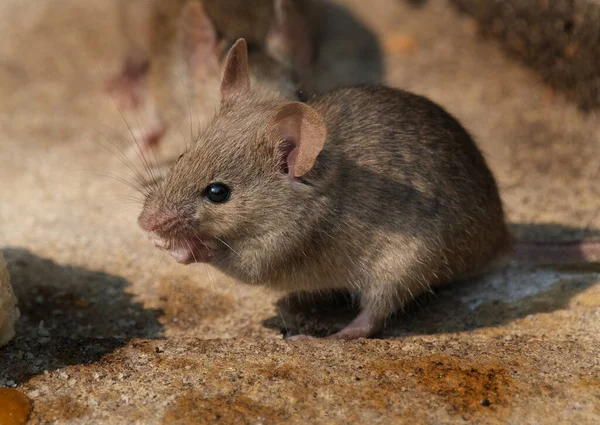 Ratón Casa Pequeño Mamífero Del Orden Rodentia Característicamente Con Hocico —  Fotos de Stock