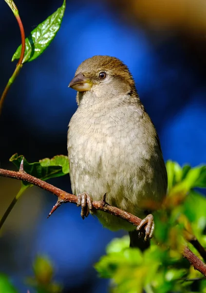Dişi serçe, Serçe familyasından dünyanın birçok yerinde bulunan bir kuş türü. Tipik boyu 16 cm olan küçük bir kuştur..