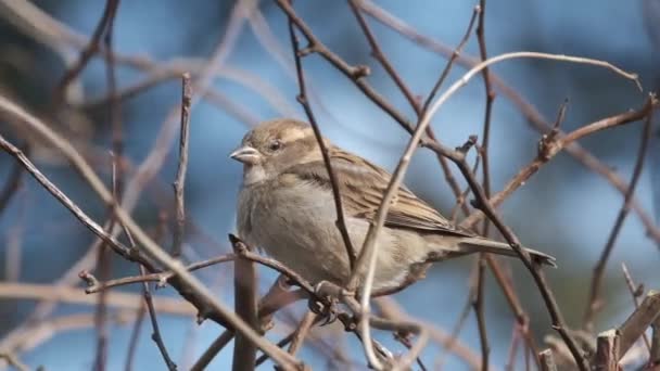 Домашний Воробей Птица Семейства Воробьёв Passeridae Обитающая Большинстве Частей Света — стоковое видео