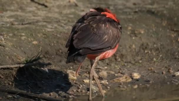 Threskiornithidae Una Especie Ave Paseriforme Familia Threskiornithidae Habita América Del — Vídeo de stock