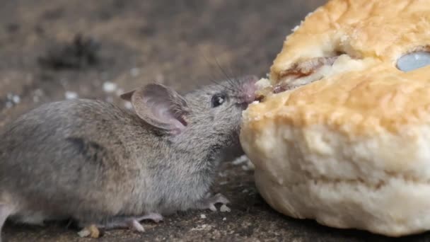 Souris Domestique Est Petit Mammifère Ordre Des Rodentia Caractérisé Par — Video