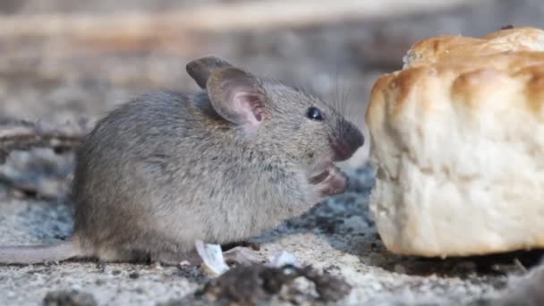 Ratón Casa Pequeño Mamífero Del Orden Rodentia Característicamente Con Hocico — Vídeos de Stock