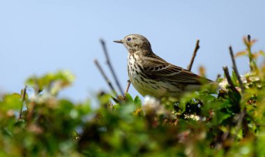 Serçe, Serçe familyasından bir kuş türü olup dünyanın birçok yerinde bulunur..  