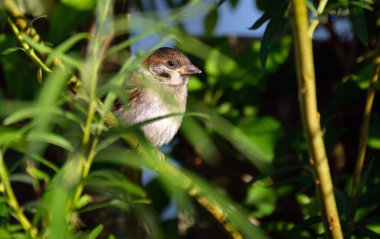 Ev serçesi, Serçe familyasından dünyanın birçok yerinde bulunan bir kuş türü. Tipik uzunluğu 16 cm ve kütlesi 2439.5 g olan küçük bir kuştur.. 