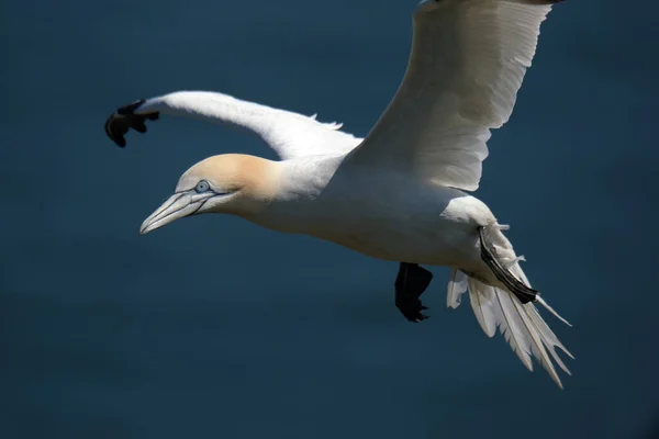 Gannets Son Aves Marinas Que Comprenden Género Morus Familia Sulidae —  Fotos de Stock