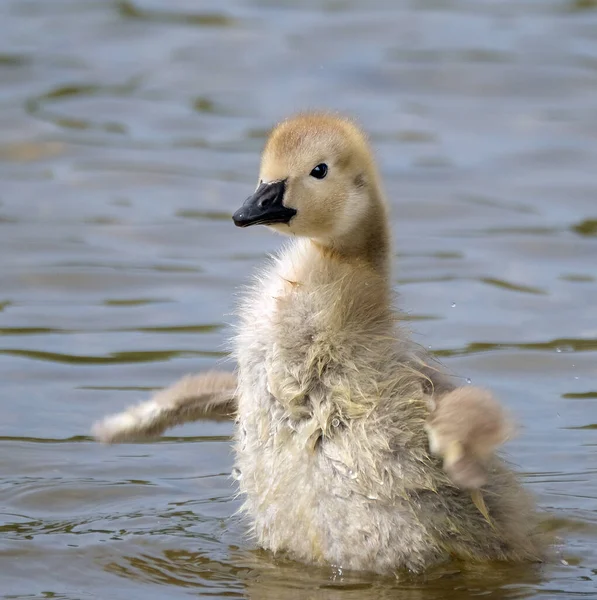 Canadese Gans Een Grote Wilde Gans Met Een Zwarte Kop — Stockfoto