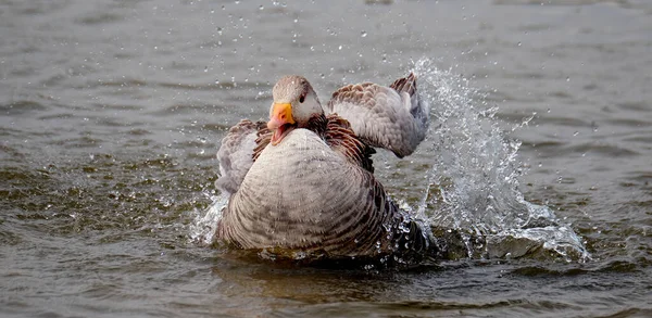 Anatidae Una Especie Ganso Familia Las Anatidae Especie Tipo Del —  Fotos de Stock