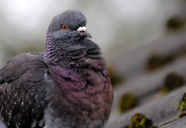 Dům Vrabec Pták Vrabčí Rodiny Passeridae Která Nachází Většině Částí — Stock fotografie