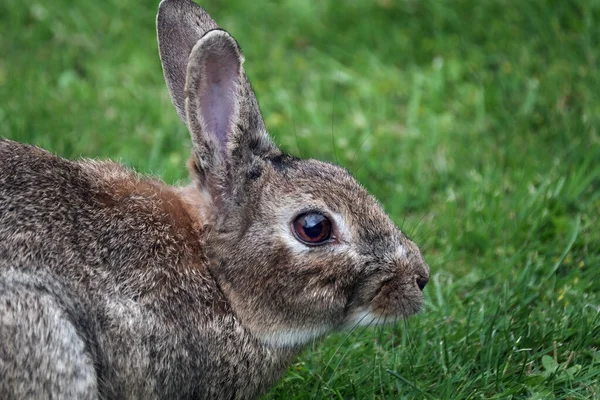 ウサギはラゴモフォラ科の小さな哺乳類である ヨーロッパのウサギの種とその子孫 国内のウサギの世界の305品種が含まれています — ストック写真