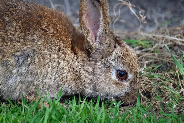 토끼는 Leporidae 의작은 포유류이다 Oryctolagus Cuniculus 유럽의 후손들 포함되어 — 스톡 사진