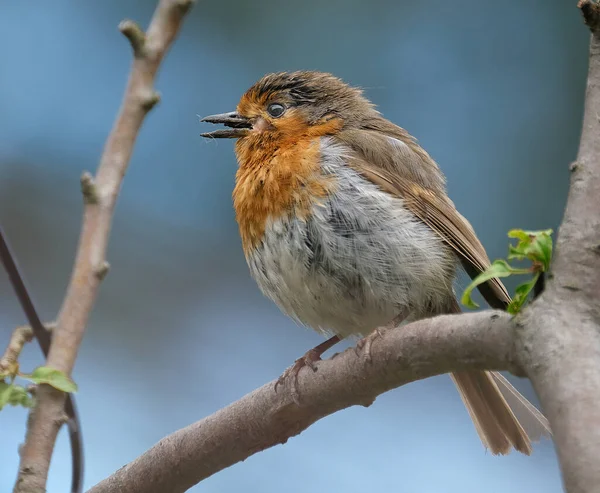 Robin Europeu Conhecido Simplesmente Como Robin Robin Redbreast Grã Bretanha — Fotografia de Stock