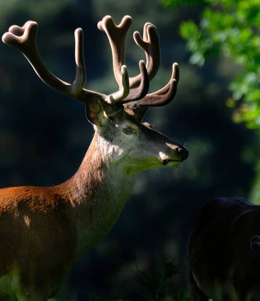 The red deer is one of the largest deer species. A male red deer is called a stag or hart, and a female is called a hind