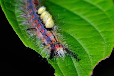 Rusty Trussock veya Vapourer güve tırtılı. Bu türün erkeğinin geniş turuncu-kahverengi kanatları ve bir çift beyaz göz lekesi vardır. Antenler son derece tüylüdür. Neredeyse kanatsız olan dişinin tombul gri-kahverengi bir vücudu var..