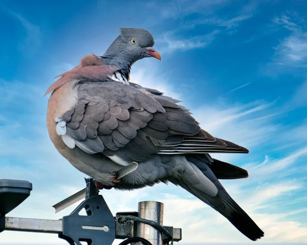 Pombo Madeira Comum Uma Espécie Pomba Família Das Pombas Pertence — Fotografia de Stock