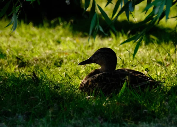 Canard Colvert Canard Sauvage Est Canard Barboteur Qui Reproduit Dans — Photo