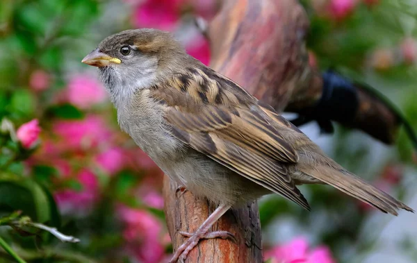 House Sparrow Bird Sparrow Family Passeridae Found Most Parts World — Stock Photo, Image