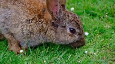 Tavşanlar ya da tavşanlar, Leporidae familyasındaki küçük memelilerdir, Avrupa tavşan türü ve onun torunları, dünyadaki 305 evcil tavşan türü. Sylvilagus 13 vahşi tavşan türünü içerir..