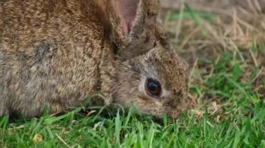 Tavşanlar ya da tavşanlar, Leporidae familyasındaki küçük memelilerdir, Avrupa tavşan türü ve onun torunları, dünyadaki 305 evcil tavşan türü. Sylvilagus 13 vahşi tavşan türünü içerir..