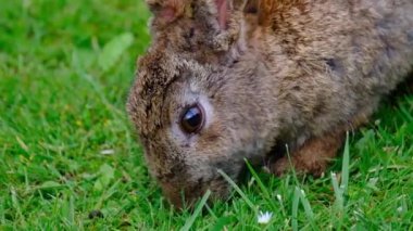 Tavşanlar ya da tavşanlar, Leporidae familyasındaki küçük memelilerdir, Avrupa tavşan türü ve onun torunları, dünyadaki 305 evcil tavşan türü. Sylvilagus 13 vahşi tavşan türünü içerir..