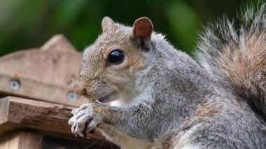 Doğu gri sincabı (ayrıca bölgeye bağlı gri sincap olarak da bilinir), Sciurus cinsinde bir ağaç sincabı. Kuzey Amerika 'nın doğusunda yer alır ve ekolojik olarak en önemli doğal orman yenileyicisidir..