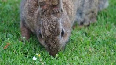Tavşanlar ya da tavşanlar, Leporidae familyasındaki küçük memelilerdir, Avrupa tavşan türü ve onun torunları, dünyadaki 305 evcil tavşan türü. Sylvilagus 13 vahşi tavşan türünü içerir..