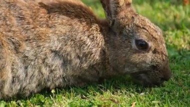 Tavşanlar ya da tavşanlar, Leporidae familyasındaki küçük memelilerdir, Avrupa tavşan türü ve onun torunları, dünyadaki 305 evcil tavşan türü. Sylvilagus 13 vahşi tavşan türünü içerir..