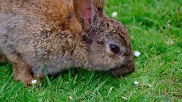 Rabbits Bunnies 유럽의 속하는 포유류로 세계에서 305 종류의 집토끼를 포함하고 — 비디오