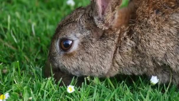 Coelhos Coelhos São Pequenos Mamíferos Família Leporidae Incluindo Espécies Coelhos — Vídeo de Stock