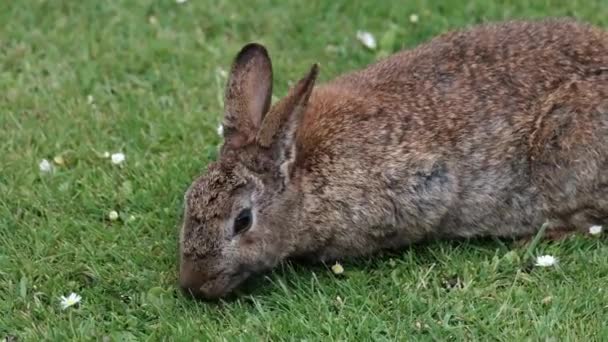 Tavşanlar Tavşanlar Leporidae Familyasındaki Küçük Memelilerdir Avrupa Tavşan Türü Onun — Stok video