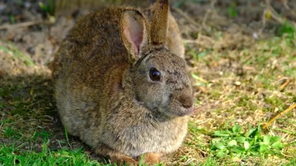 Tavşanlar Tavşanlar Leporidae Familyasındaki Küçük Memelilerdir Avrupa Tavşan Türü Onun — Stok video