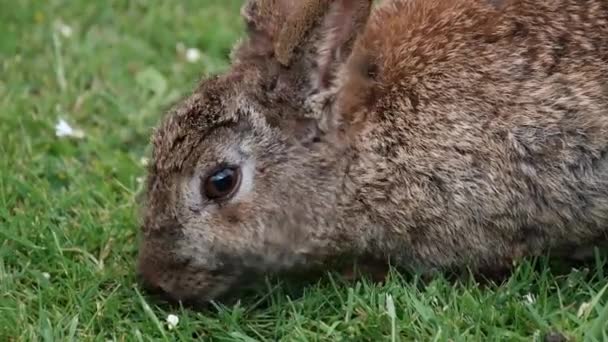 ウサギ ウサギ ウサギ ウサギ ヨーロッパのウサギ種とその子孫 世界の305種の国産ウサギを含む家族の小さな哺乳類である シルビラガスには13種の野生ウサギがいる — ストック動画