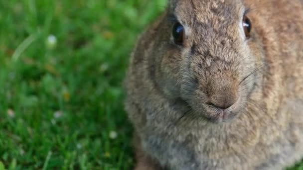 或兔子 是小哺乳动物的家族 Leporidae包括欧洲兔子种类及其后代 世界上305个家兔品种 Sylvilagus包括13种野兔 — 图库视频影像