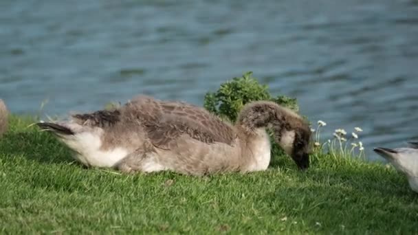 Ganso Canadá Parte Crecido Goslings Alimentación Hierba Agua Dulce Lakeside — Vídeos de Stock