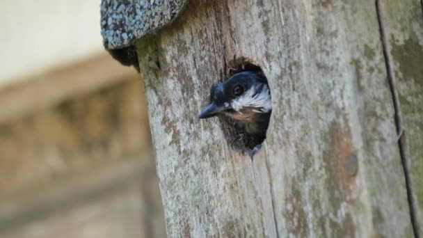 Great Tit Passerine Bird Tit Family Paridae Widespread Common Species — Vídeo de Stock