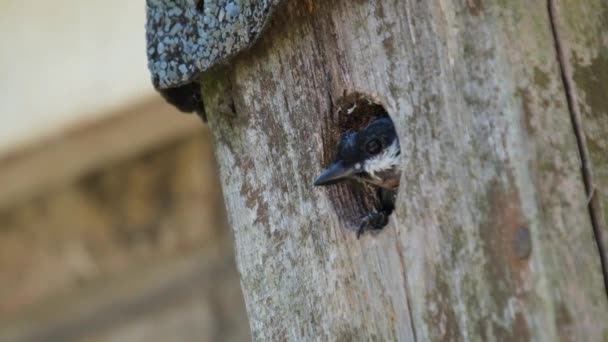 Great Tit Passerine Bird Tit Family Paridae Widespread Common Species — Stockvideo