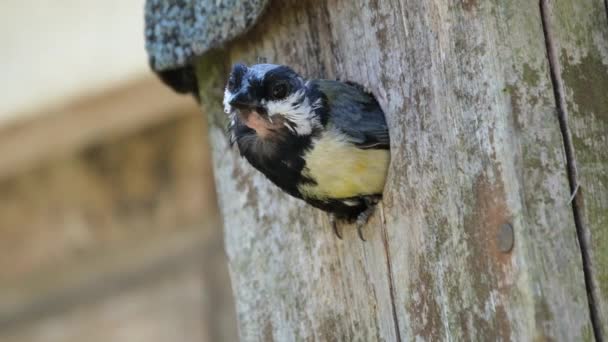 Great Tit Passerine Bird Tit Family Paridae Widespread Common Species — Wideo stockowe